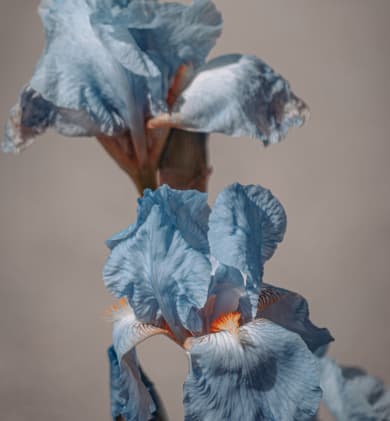 błękitny kwiatek
